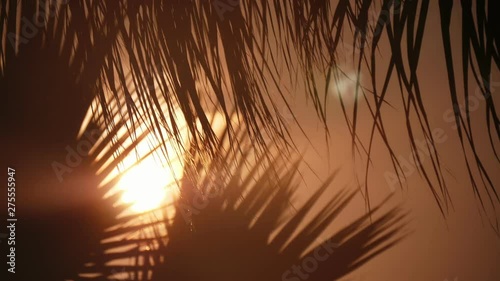 Exotic palm leaves waving at a sea beach in Alanya at brown sunset in slo-mo 