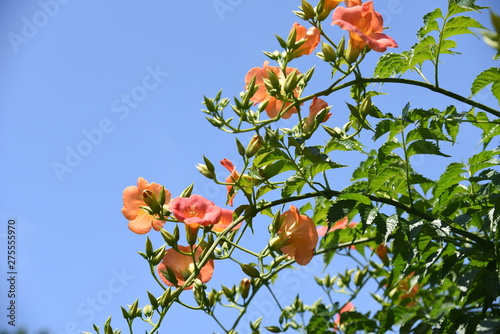 Chinese trumpet creeper (Trumpet vine) blooms beautiful flowers of orange and red from summer to autumn and adheres to other trees to stretch the vins. photo