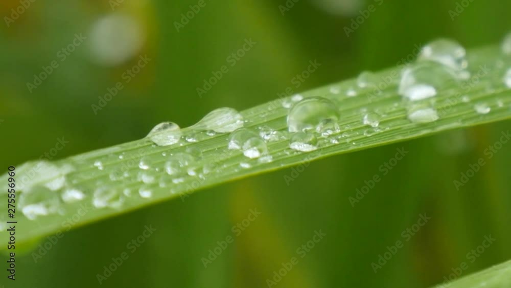 Motion view of Dewdrop of rice field after rain Motion view of Dewdrop of rice field after rain