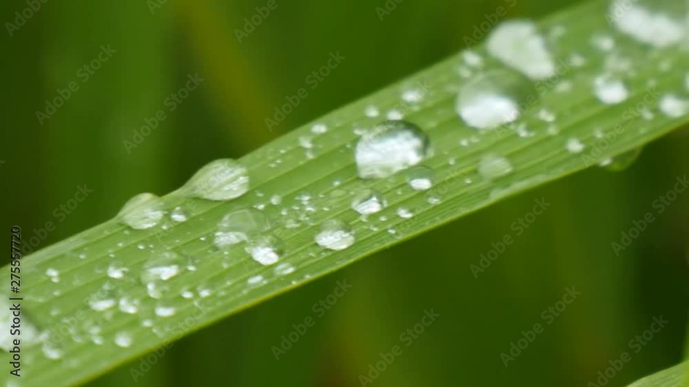 Motion view of Dewdrop of rice field after rain Motion view of Dewdrop of rice field after rain