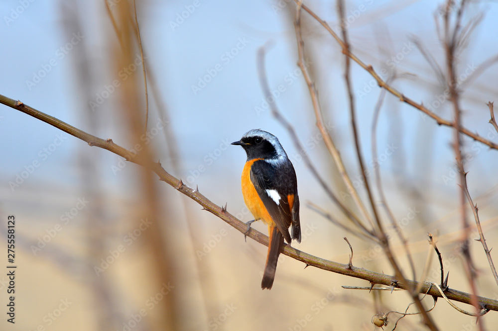 Fototapeta premium The north red Robins
