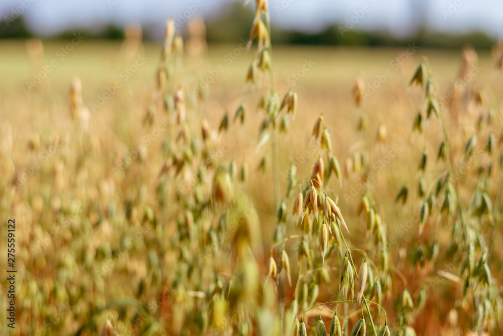 Fototapeta premium Beautiful Close-up sunny view of golden ears of wheat on Agriculture Cereal field with background of farm atmosphere with golden light.