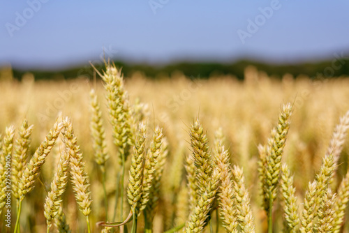 Beautiful Close -up sunny view of golden ears of wheat on Agriculture Cereal field  with background of farm atmosphere.