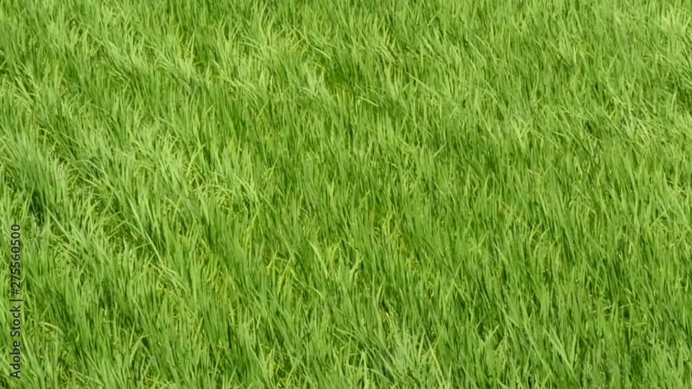 Motion view of Waving rice paddy field by wind 