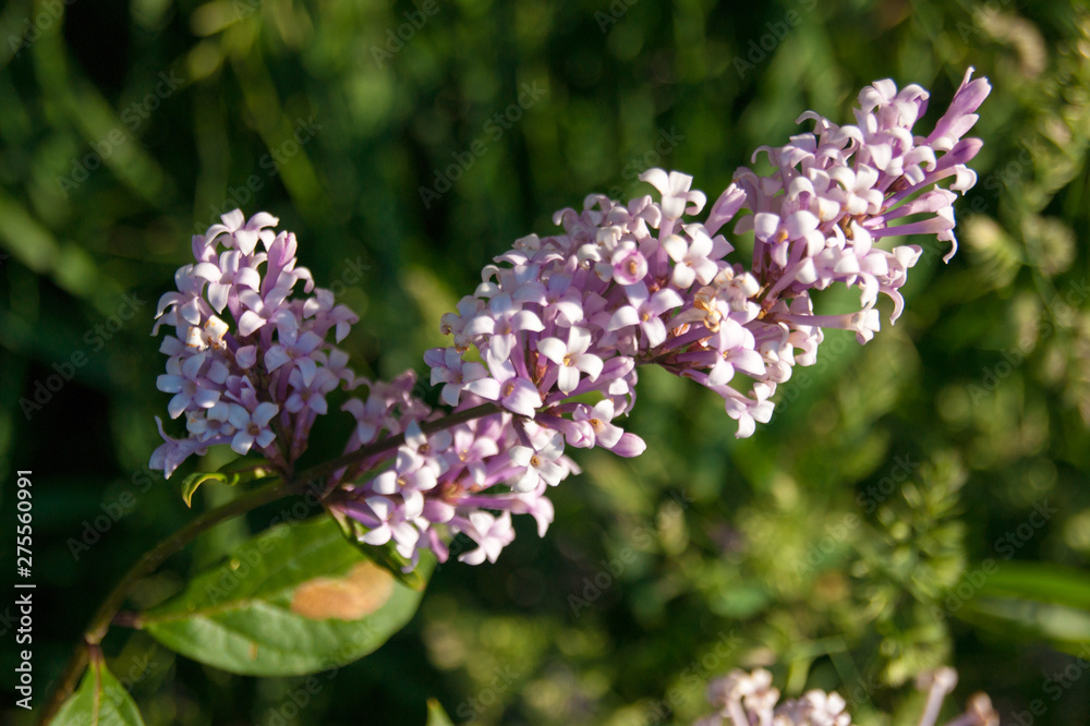 Spring flowers - a branch of pink blooming lilac against the background of green foliage Spring flowers - a branch of pink blooming lilac against the background of green foliage