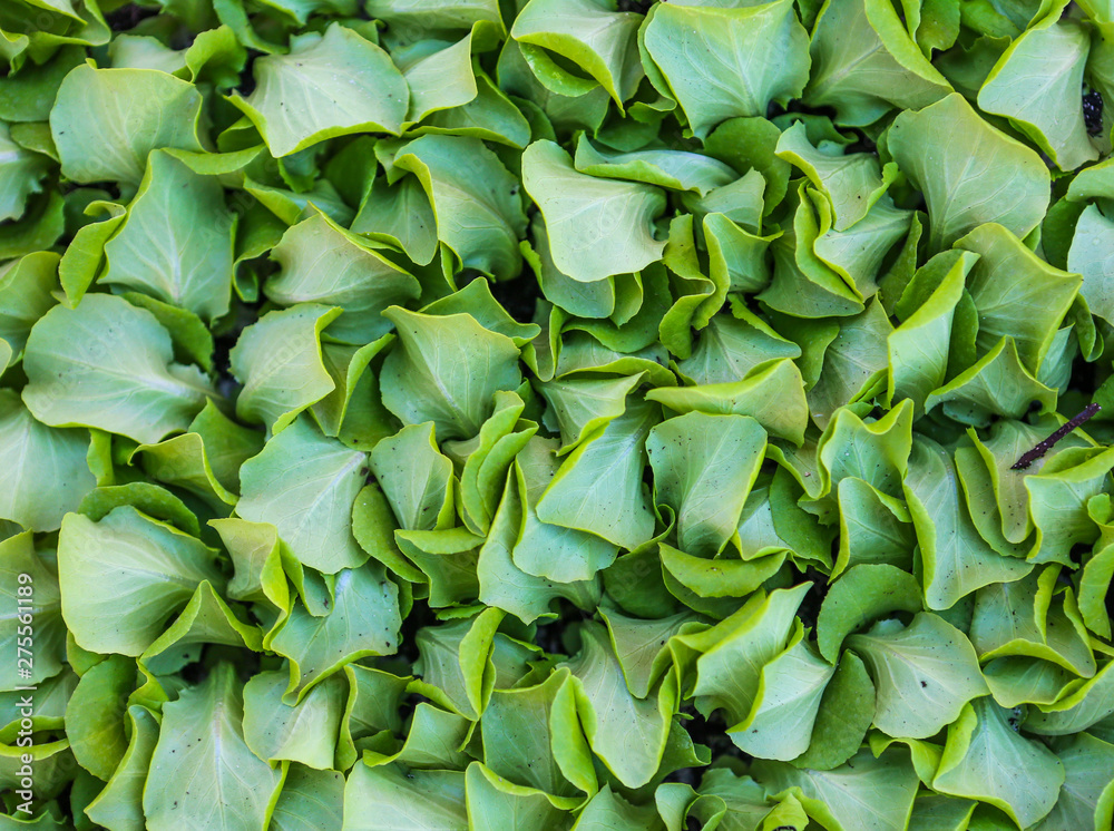Close up of lettuce leaves and greens. Close up of lettuce leaves and greens.