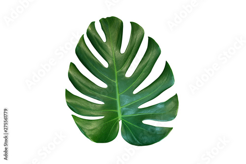 Monstera tropical leaves (Swiss plant) isolated on white background.