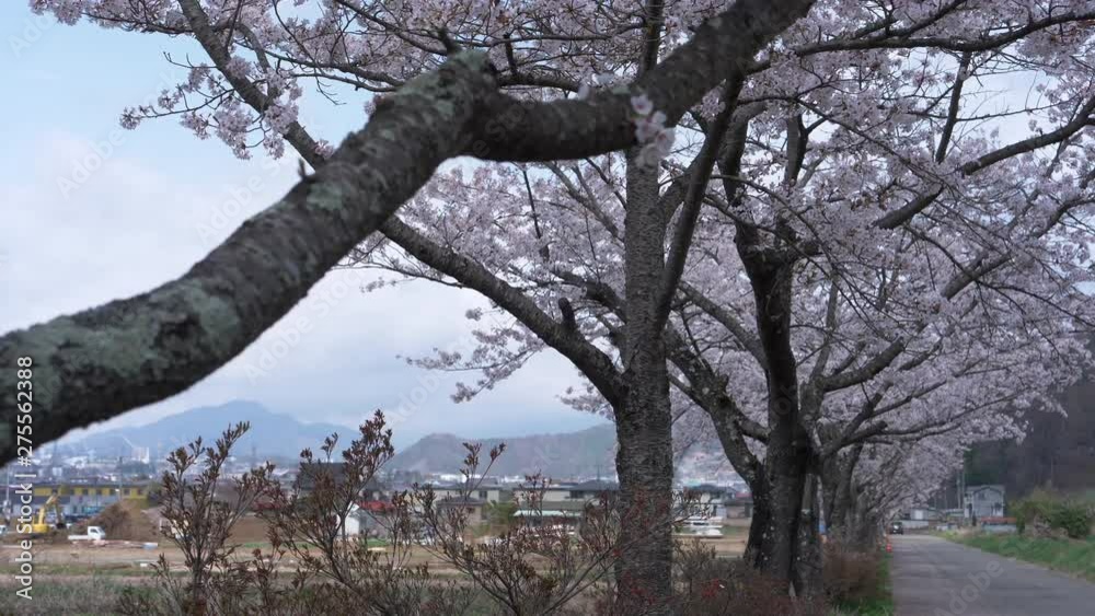 Line of Cherry Trees in Bloom Getting the Sunlight Line of Cherry Trees in Bloom Getting the Sunlight