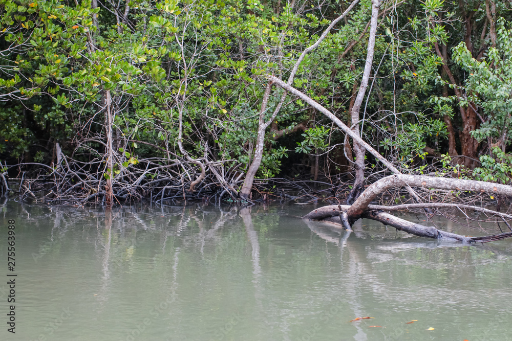 Forest of Mangroves in Tung Prong Thong or Golden Mangrove Field at Estuary Pra Sae, Rayong, Thailand Forest of Mangroves in Tung Prong Thong or Golden Mangrove Field at Estuary Pra Sae, Rayong, Thailand