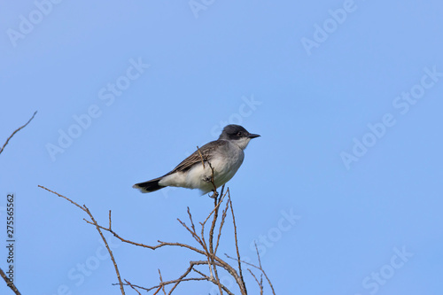  Eastern kingbird (Tyrannus tyrannus) sitting on a branch of a bush