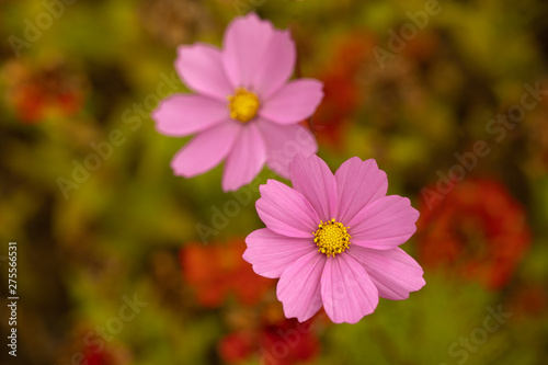 Top view of two pink cosmos flowers in the field 