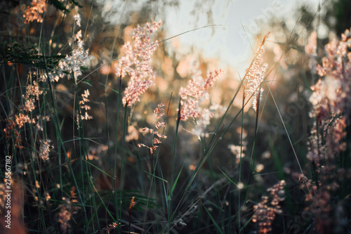 Grass