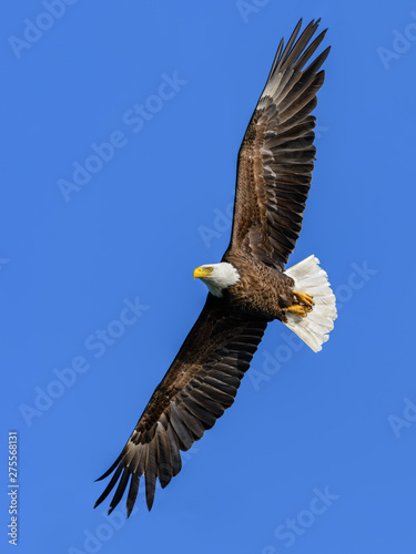 Bald Eagle in Flight on Blue Sky