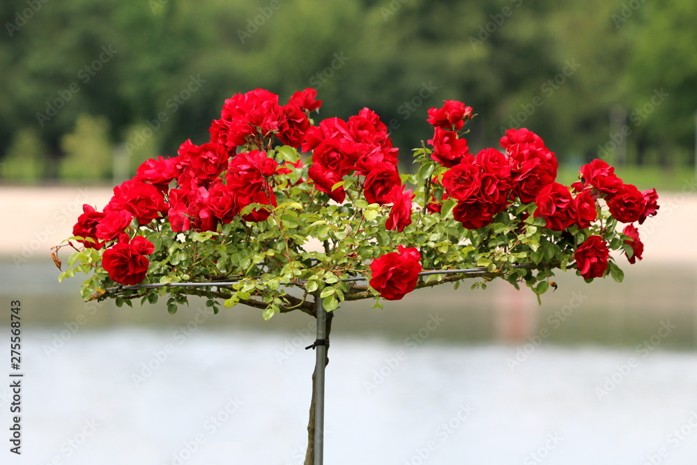 Bunch of bright red fully open blooming roses growing from single stem in shape of disc surrounded with green leaves on warm sunny spring day
