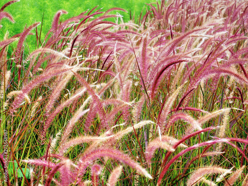 Close-up Fresh Purple Palea Grasses in the Field photo