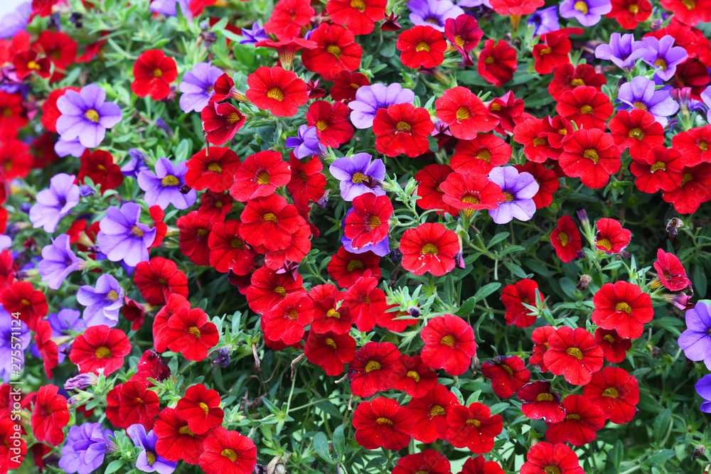 colorful petunia flower blooming in summer colorful petunia flower blooming in summer