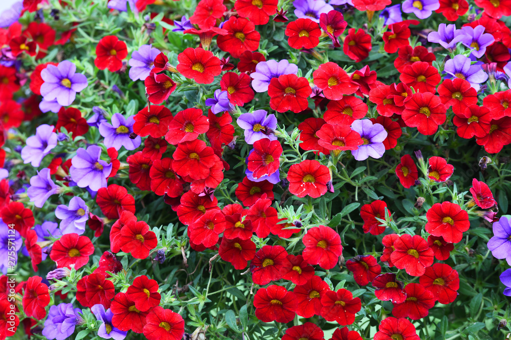 colorful petunia flower blooming in summer