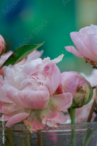 Peony flowers