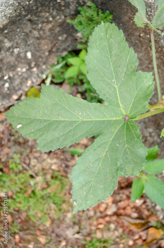 Okra Tree Leaf