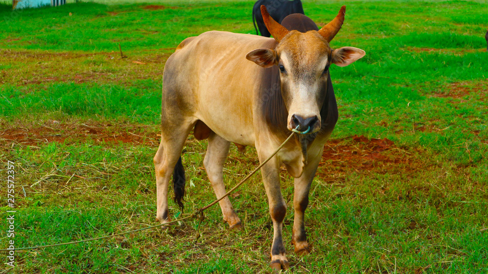 Thai cow standing in the grass field