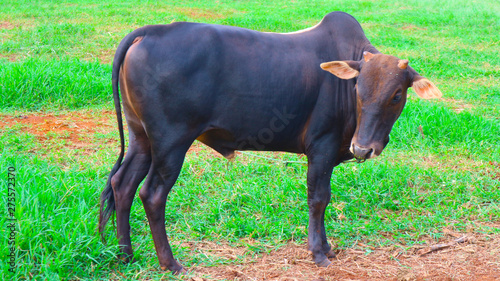 Thai cow standing in the grass field