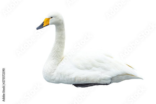 swan   on a white background