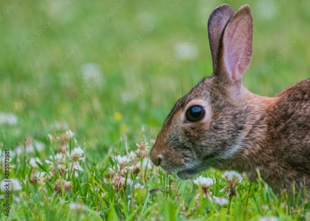 rabbit rabbit