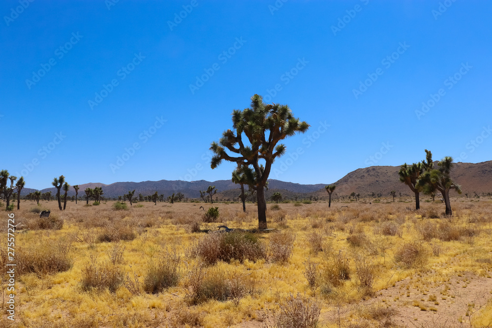 Joshua tree in the Mojave Desert Joshua tree in the Mojave Desert
