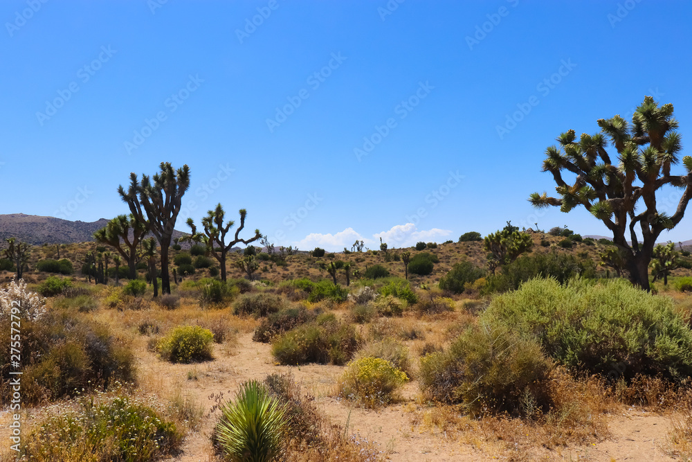 joshua trees in the desert joshua trees in the desert