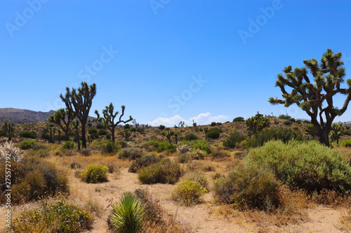 joshua trees in the desert © Alicia