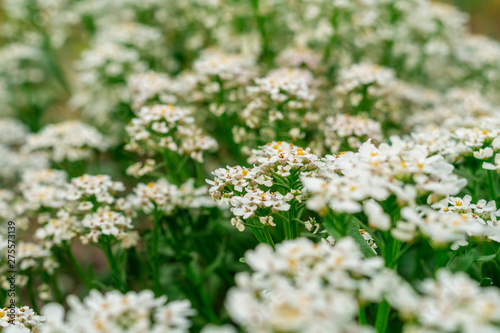 Globe candytuft or Iberis umbellata field blooming. Blurred soft summer background of flowers shining by sun with bokeh effect. Background creative wallpaper for installation and design