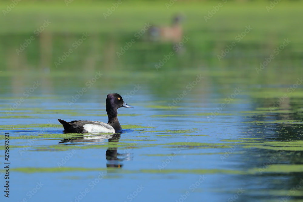 Lesser scaup - Aythya affinis - swimming in pond with duckweed Lesser scaup - Aythya affinis - swimming in pond with duckweed