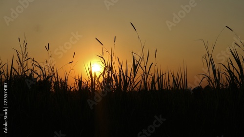 sunset over wheat field