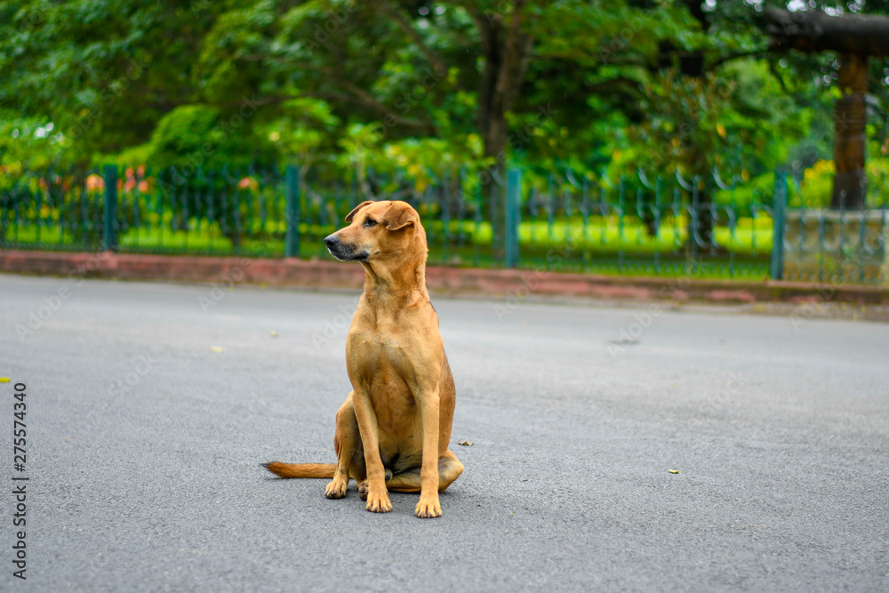 Cute Dog's photographs