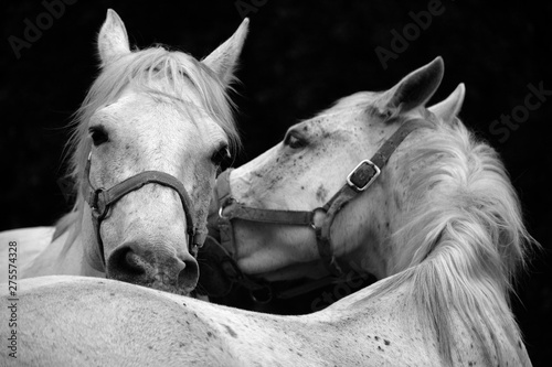 Vászonkép The Lipizzan, or Lipizzaner is a breed of horse originating from Lipica in Slovenia