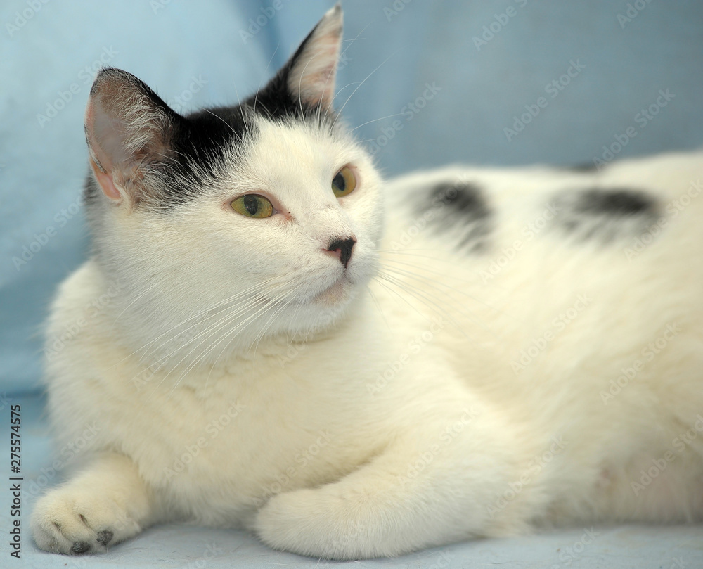 white with black spots cat lies on a blue background