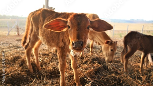 Cows in the summer grass are small and thin.