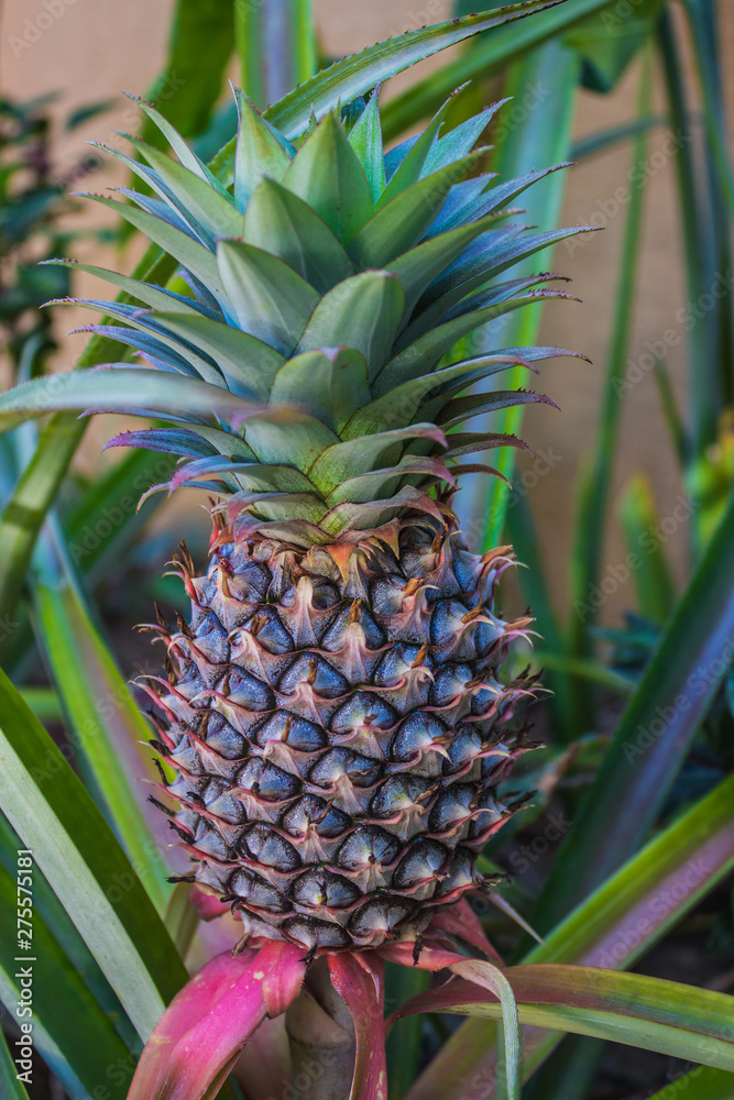 Retoño de piña en Mazunte Retoño de piña en Mazunte