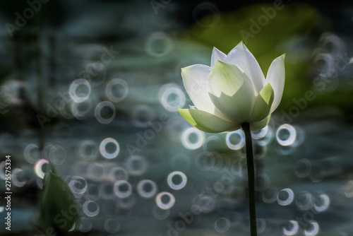 beautiful white lotus flower blossom photo