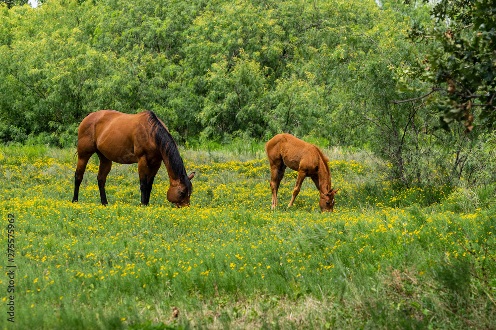 Mother Horse Grazing on Yellow Flowers with Foal