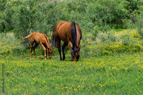 Mare and Foal Horse Grazing Together in Meadow