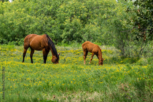 Mother Horse Grazing on Yellow Flowers with Foal