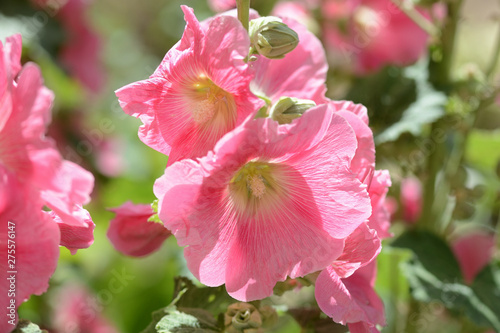 Tender hollyhock  Alcea  pink flowers in the summer garden close-up