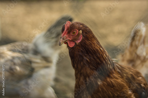 Huhn auf dem Bauernhof