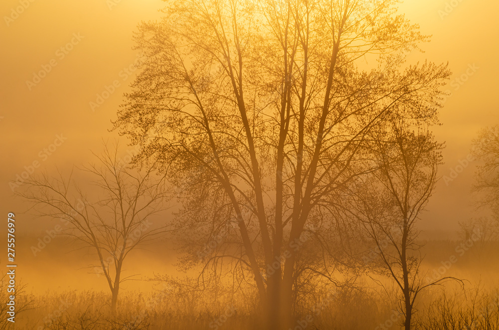 641-75 Sunrise Mist Tree