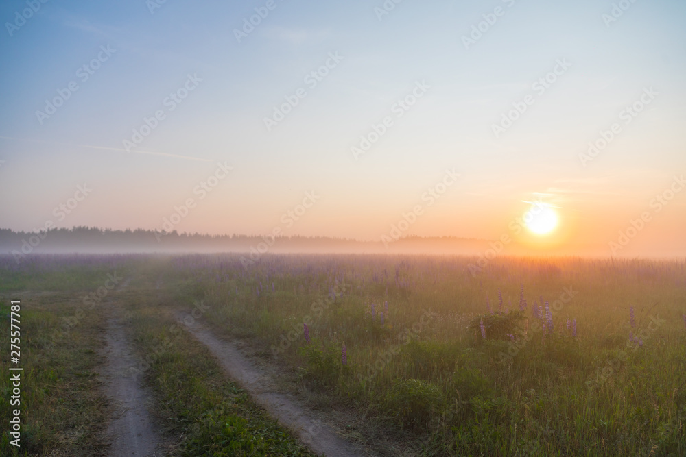 sunrise in the field