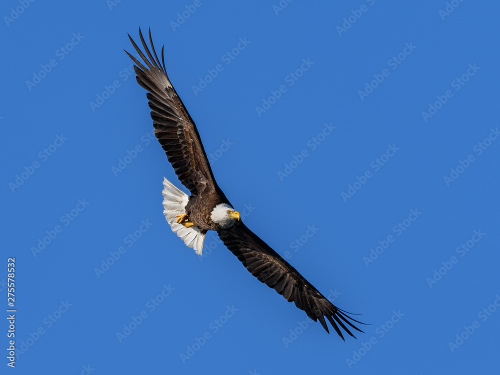 Bald Eagle in Flight on Blue Sky