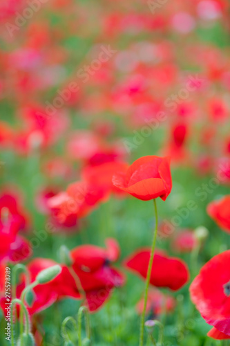 poppy field of poppies © T.N.