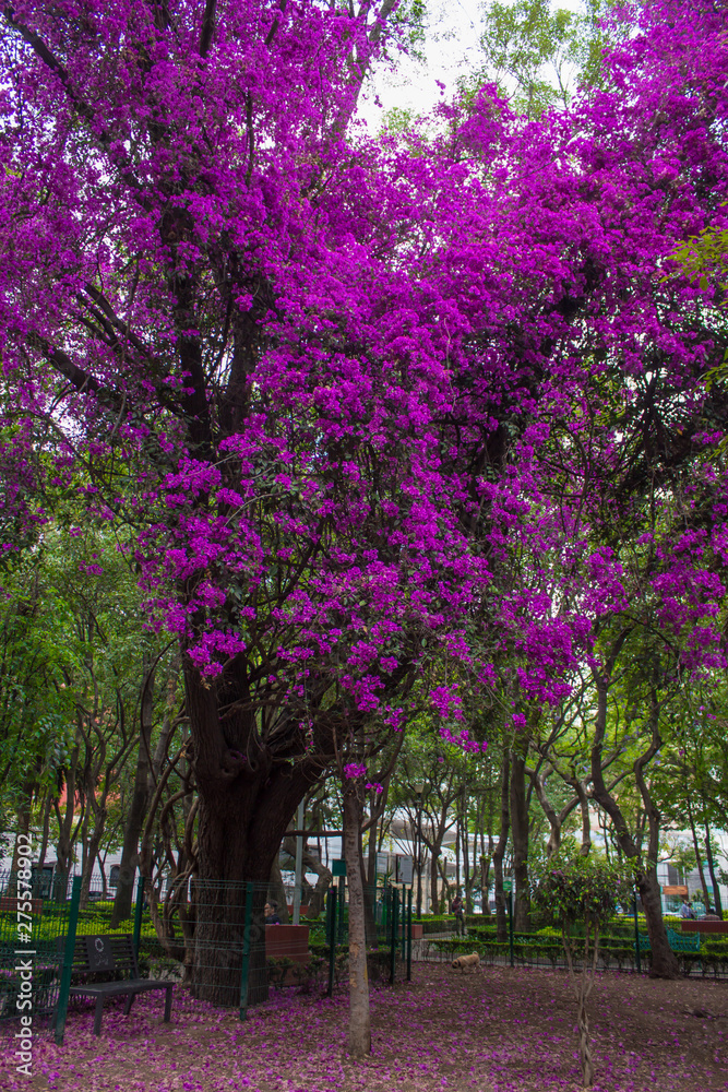 bugambilia floreando 
