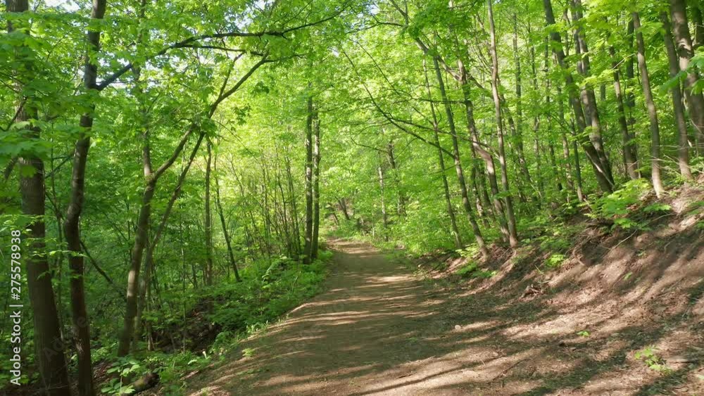 Aerial approach shot over the forest path. Clean path that leads into the forest. The sun's rays breaking through the trees to illuminate the path. Aerial approach shot over the forest path. Clean path that leads into the forest. The sun's rays breaking through the trees to illuminate the path.